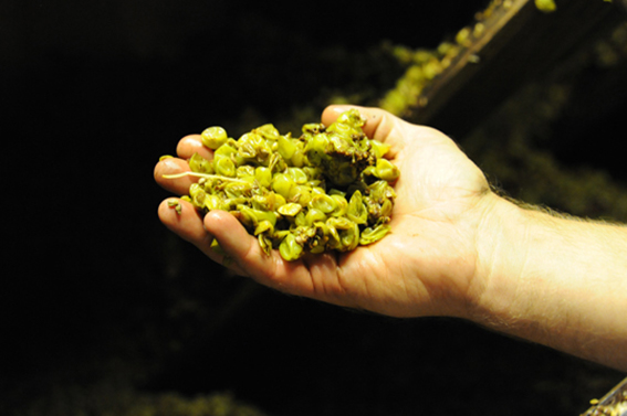 Récolte des vendanges