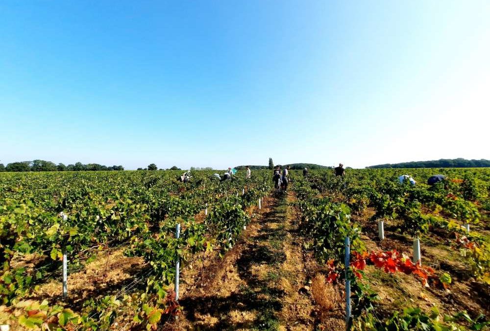 Les vendanges au Domaine