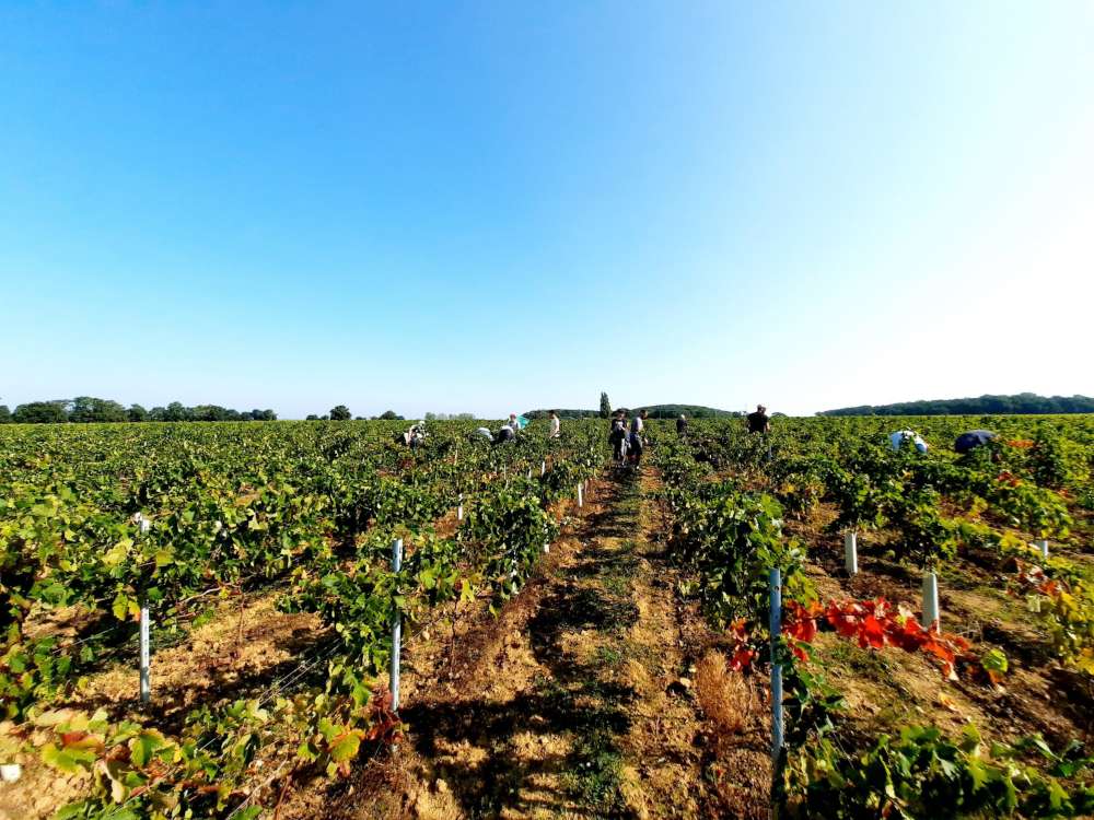 Vendanges au Domaine