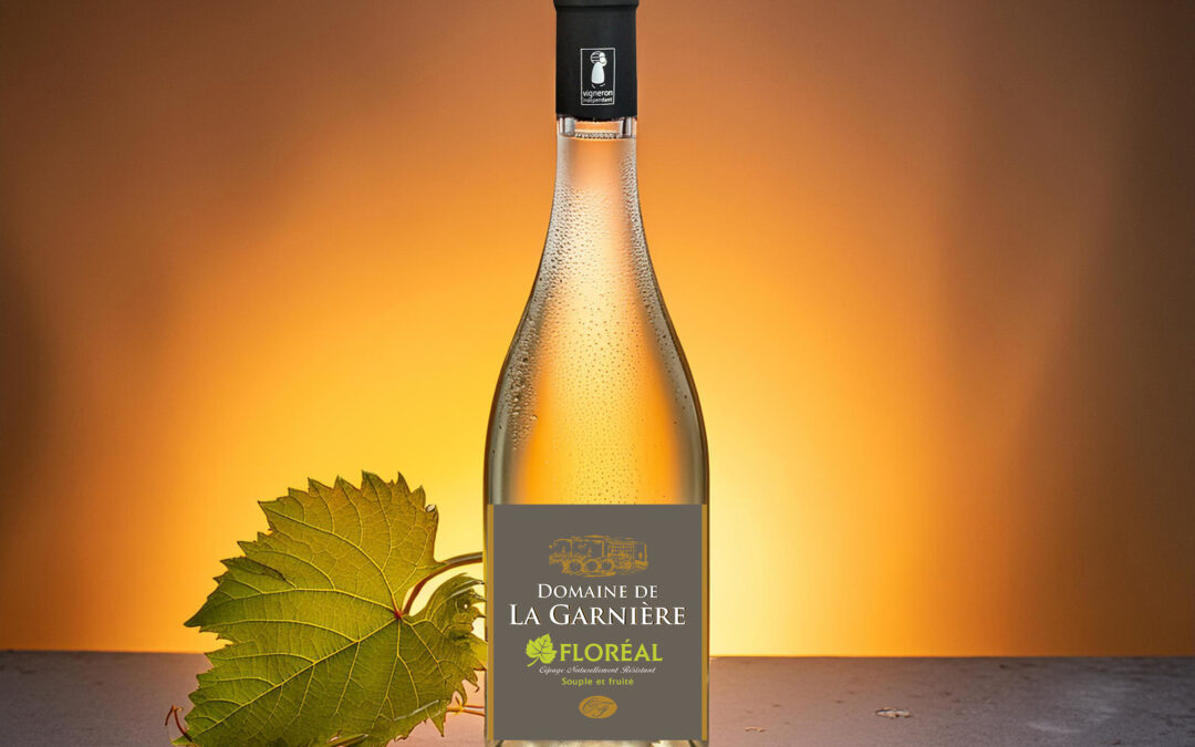 Découvrez Floréal, un vin souple et fruité